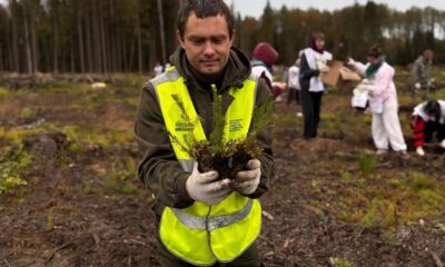 В Ярославской области высадили более 5 млн деревьев