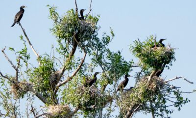 На Рыбинском водохранилище заметили колонию бакланов с гнёздами