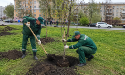 В Ярославле высадят более двух тысяч деревьев