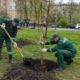 В Ярославле высадят более двух тысяч деревьев
