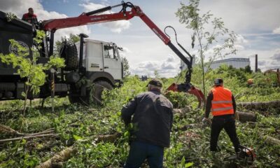 На Стрелке в Рыбинске начали убирать старые тополя