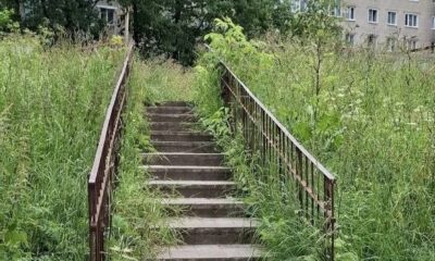 В Ярославле жители Суздалки пожаловались на заросли травы и опасные дворы