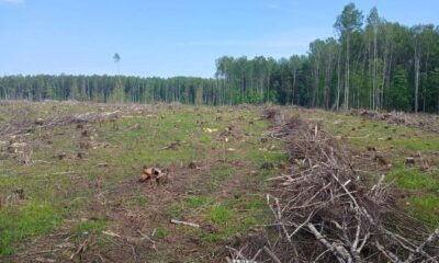 Переславскую компанию через суд обязали восстановить 74 гектара леса