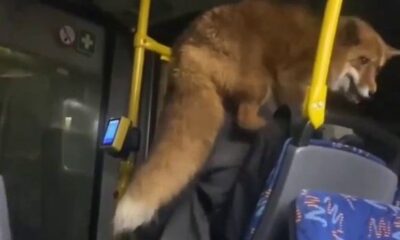 Необычного пассажира заметили в автобусе Ярославля