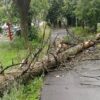 Сильный ветер и ливень повалили деревья в Ярославской области