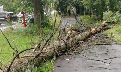 Сильный ветер и ливень повалили деревья в Ярославской области