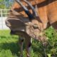 В Ярославском зоопарке поселилась антилопа Канди