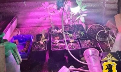 У жителя Ярославской области изъяли крупную партию конопли