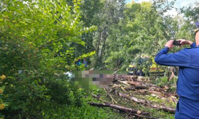 Человек погиб под упавшим деревом в Ярославле