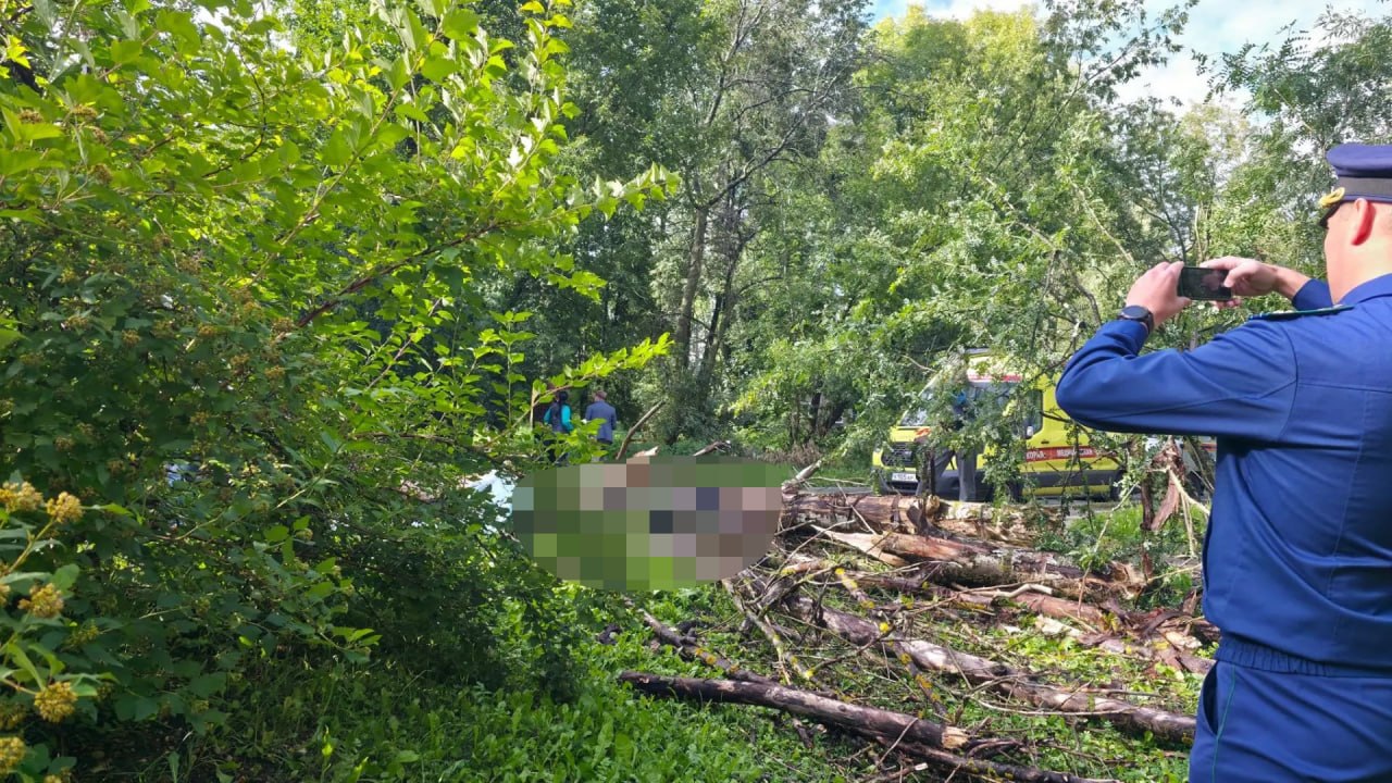 Человек погиб под упавшим деревом в Ярославле