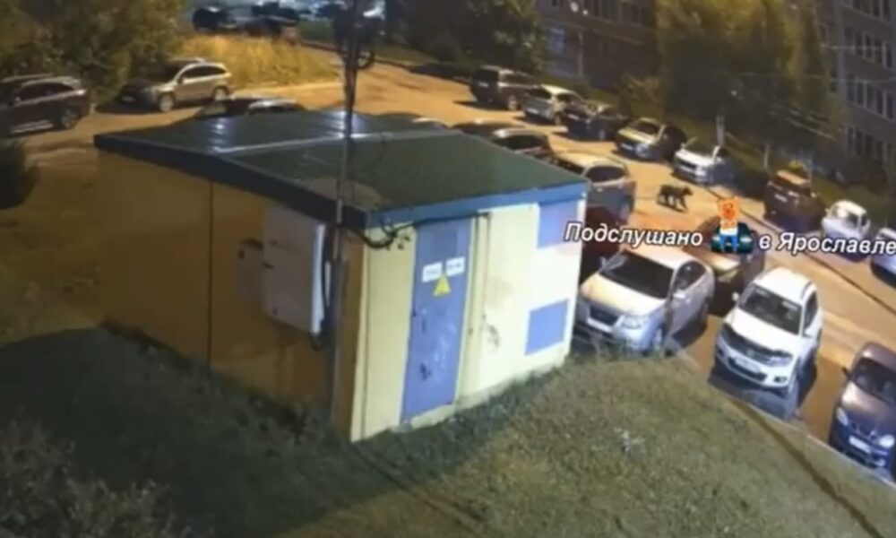 В Ярославле медвежонка заметили ночью на улицах Брагино