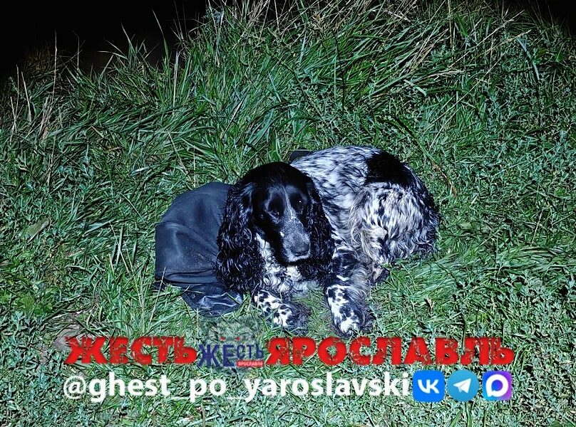 Под Ярославлем пес несколько часов ждал утонувшего хозяина на берегу