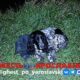 Под Ярославлем пес несколько часов ждал утонувшего хозяина на берегу