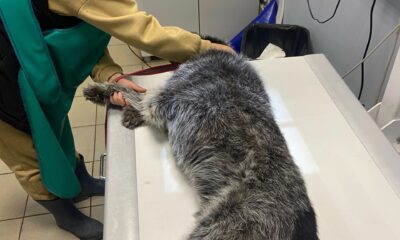 В ярославском приюте собаки подхватили заразный кашель