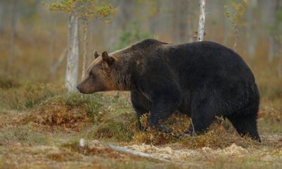 Ярославцам рассказали, что делать при встрече с медведем