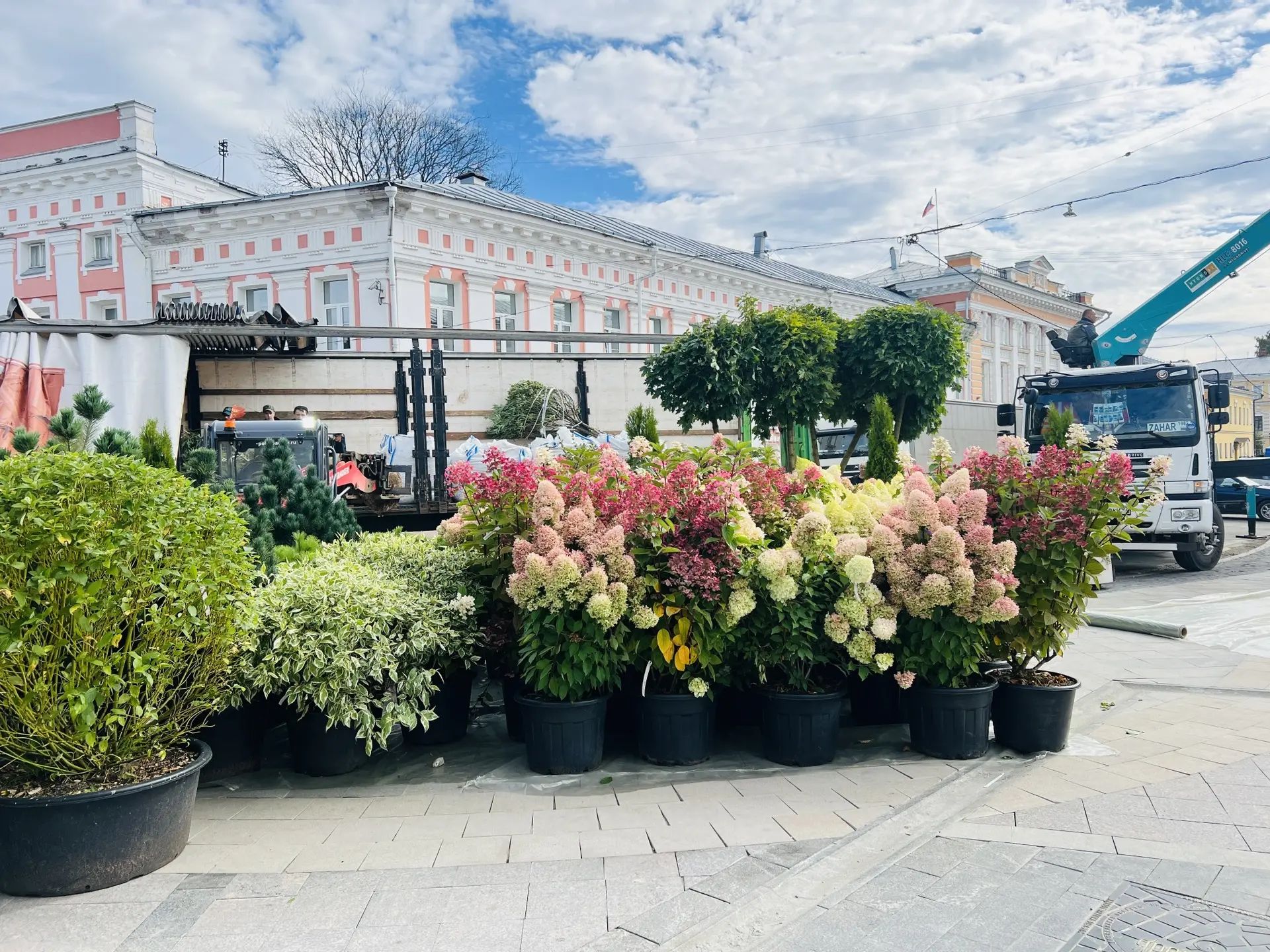 На улицу Андропова в Ярославле привезли десятки деревьев и кустарников
