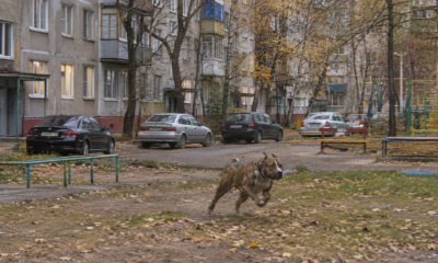 В Ярославле ищут свидетелей нападения собаки на человека