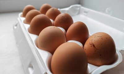 Производство яиц в Ярославской области упало на 63%