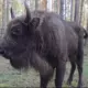 В Ярославский зоопарк привезли нового зубра