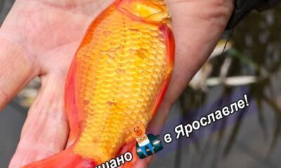 В Ярославле рыбак поймал «золотую рыбку» в парке «Нефтяник»