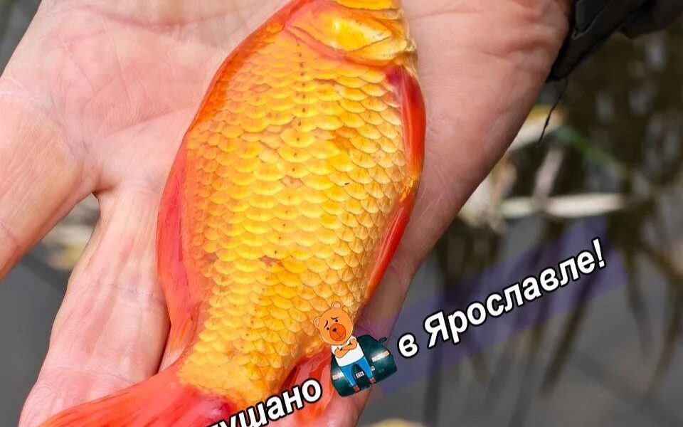 В Ярославле рыбак поймал «золотую рыбку» в парке «Нефтяник»
